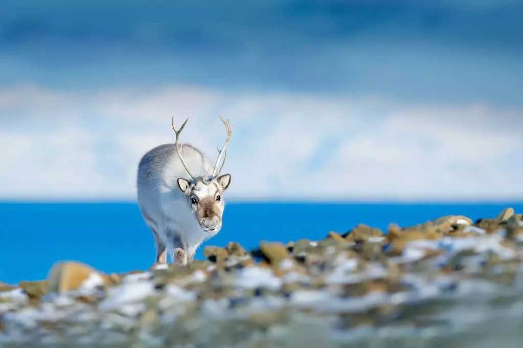 In Longyearbyen, Norway: Where Life and Death Are Regulated by Law
