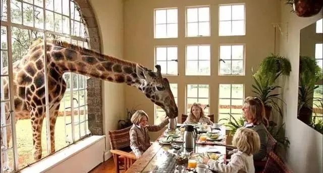 Wildlife Encounters: When Creatures Pay a Visit in Kenya