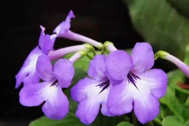 The Enchanting Streptocarpus: A Delicate Floral Gem in the Plant Kingdom