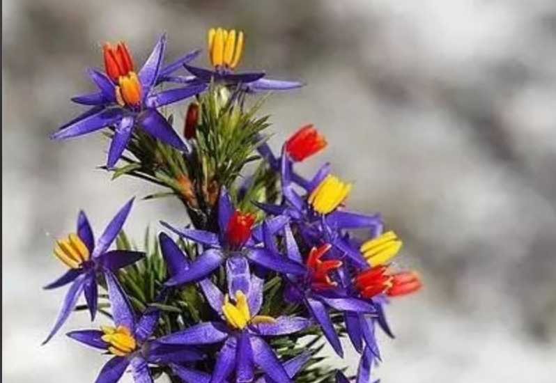 Blue Tinsel Lily: A Rare Gem in the Australian Wilderness