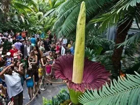 Titan Arum: The Enigmatic Giant of the Plant World