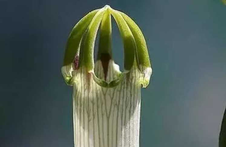 The Mesmerizing Pendant - like Flowers of the Hibiscus schizopetalus