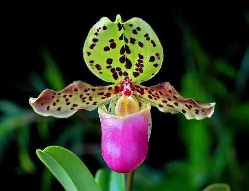 Exquisite Slipper Orchids: Nature's Precious Creations
