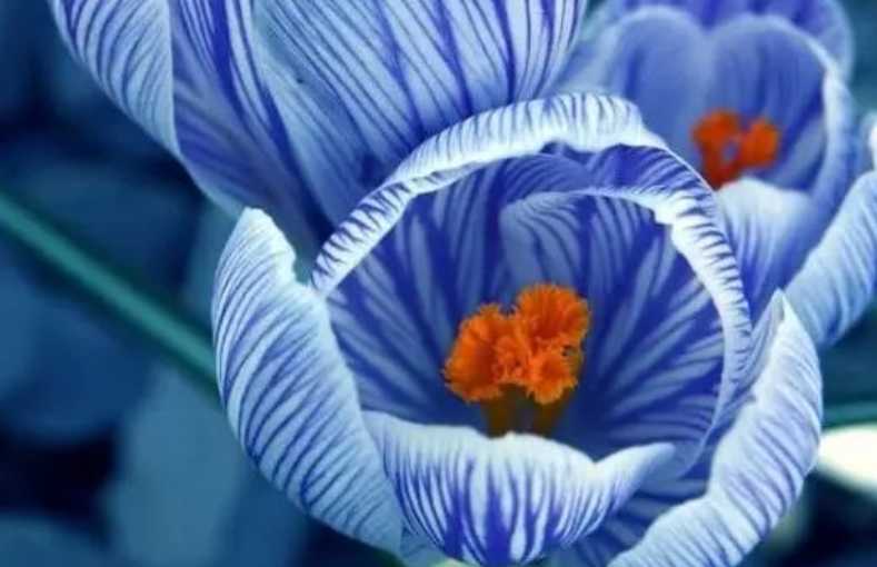 The Charming Dutch Crocus: A Herald of Spring