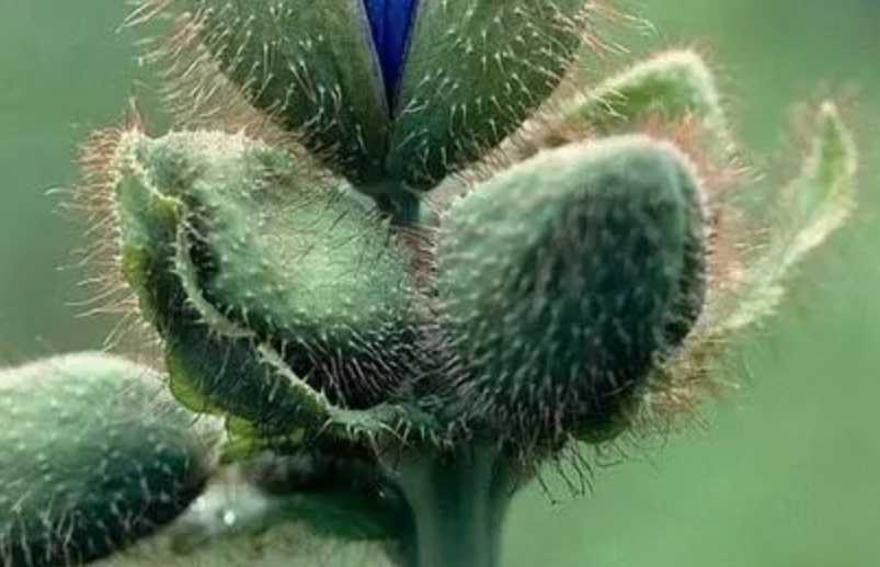 The Enigmatic Himalayan Blue Poppy: A High - Altitude Marvel